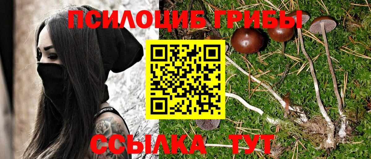 Галлюциногенные грибы Cubensis Кимры
